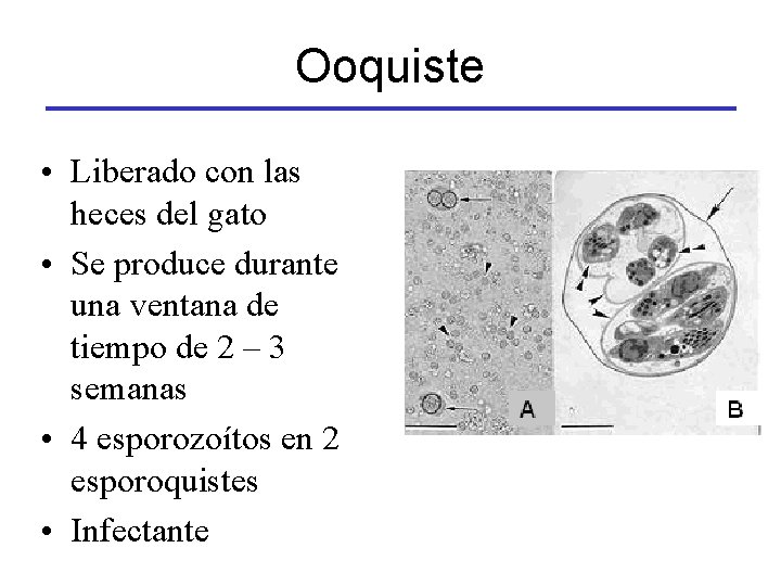 Ooquiste • Liberado con las heces del gato • Se produce durante una ventana