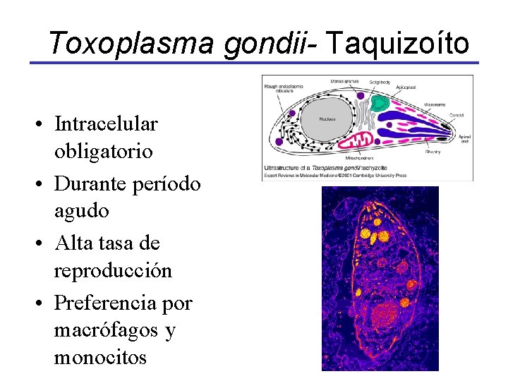 Toxoplasma gondii- Taquizoíto • Intracelular obligatorio • Durante período agudo • Alta tasa de
