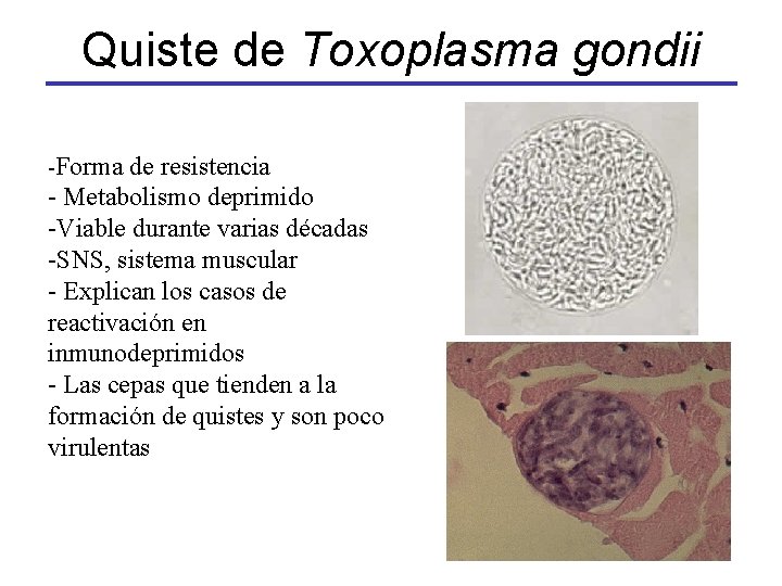Quiste de Toxoplasma gondii -Forma de resistencia - Metabolismo deprimido -Viable durante varias décadas