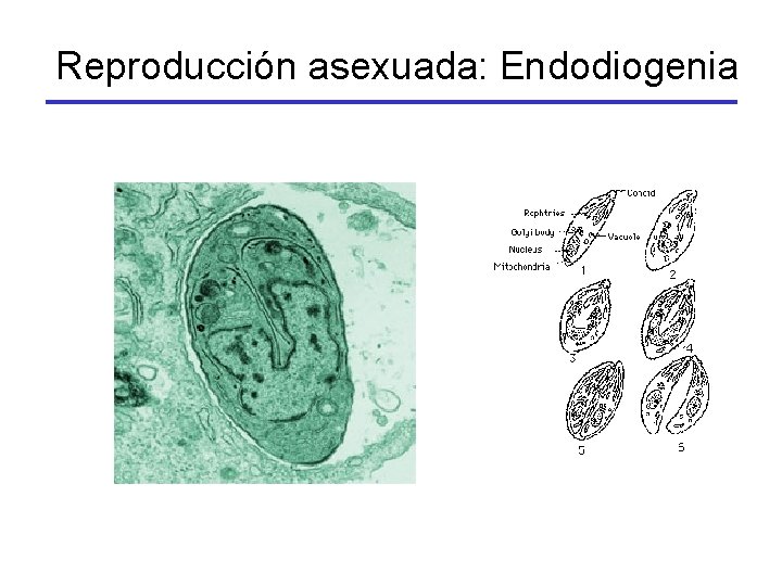 Reproducción asexuada: Endodiogenia 