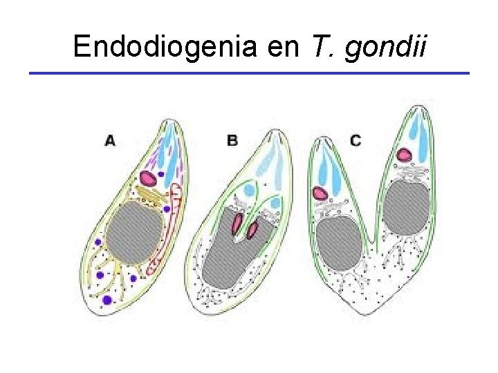 Endodiogenia en T. gondii 