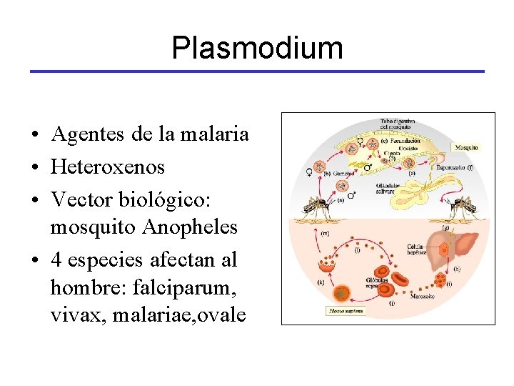 Plasmodium • Agentes de la malaria • Heteroxenos • Vector biológico: mosquito Anopheles •