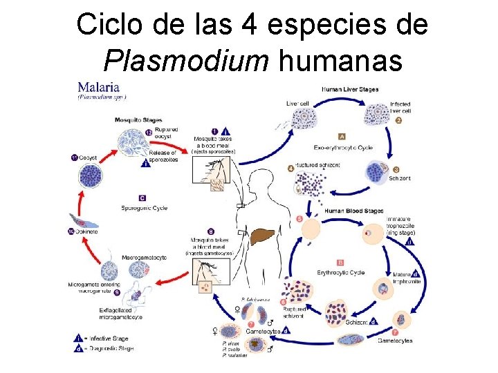 Ciclo de las 4 especies de Plasmodium humanas 