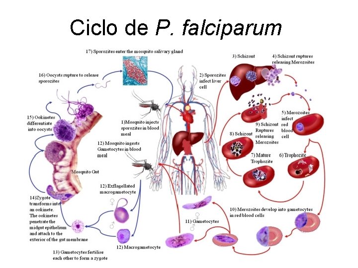 Ciclo de P. falciparum 