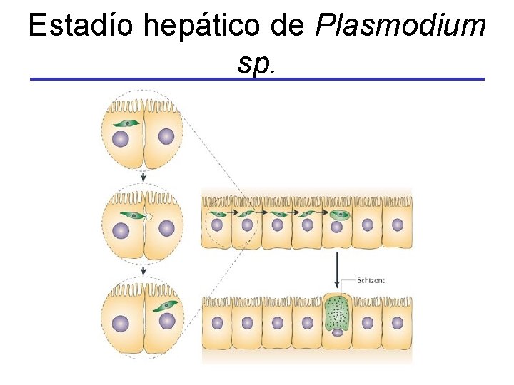 Estadío hepático de Plasmodium sp. 