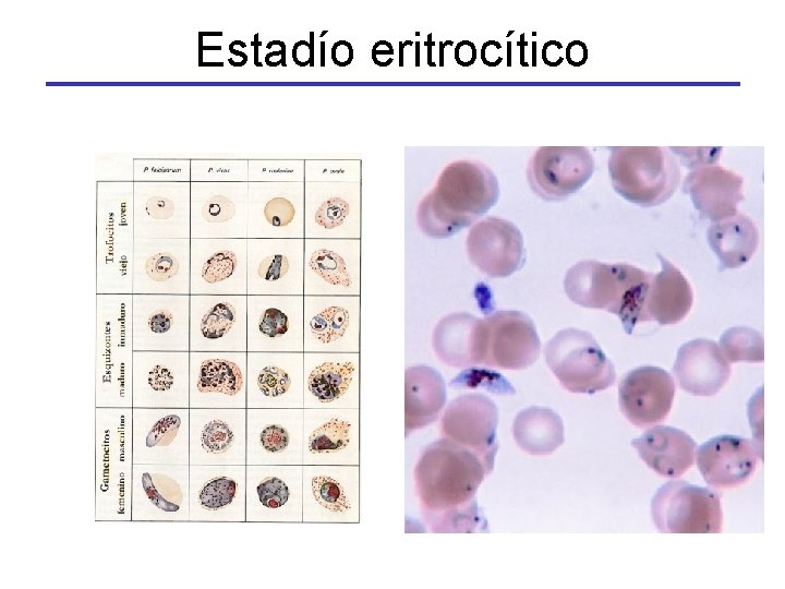 Estadío eritrocítico 