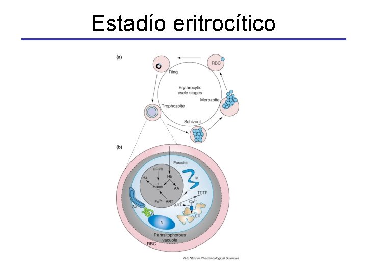 Estadío eritrocítico 