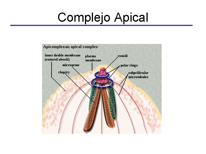 Complejo Apical 