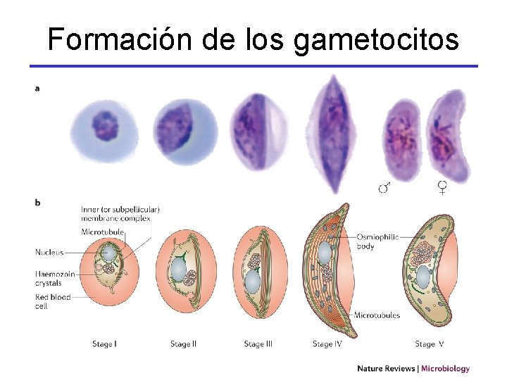 Formación de los gametocitos 