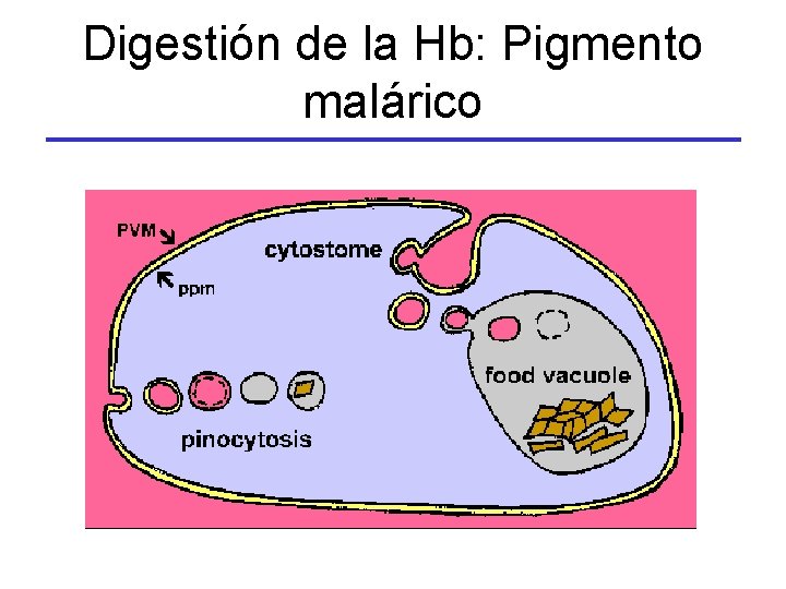Digestión de la Hb: Pigmento malárico 