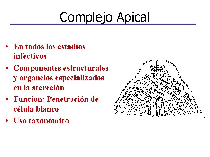 Complejo Apical • En todos los estadios infectivos • Componentes estructurales y organelos especializados