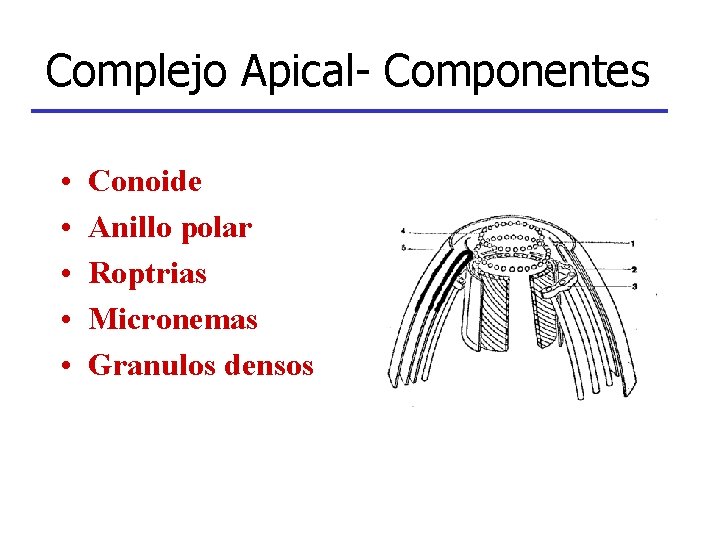 Complejo Apical- Componentes • • • Conoide Anillo polar Roptrias Micronemas Granulos densos 