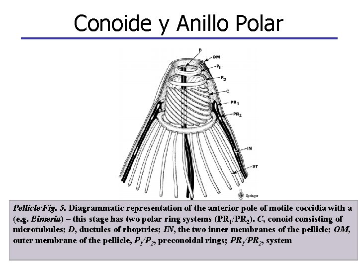 Conoide y Anillo Polar Pellicle·Fig. 5. Diagrammatic representation of the anterior pole of motile