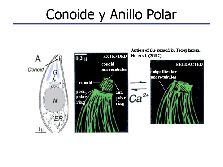 Conoide y Anillo Polar 