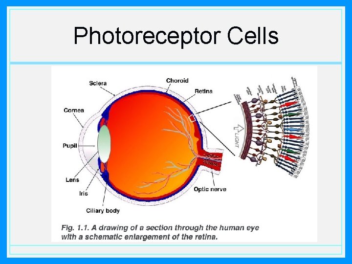 Photoreceptor Cells 