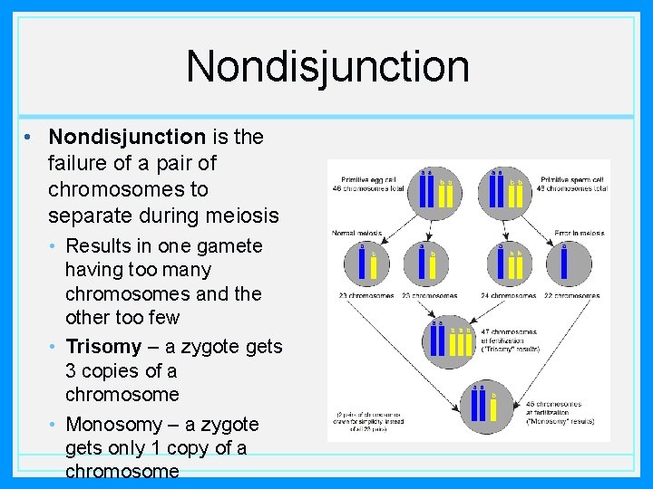 Nondisjunction • Nondisjunction is the failure of a pair of chromosomes to separate during