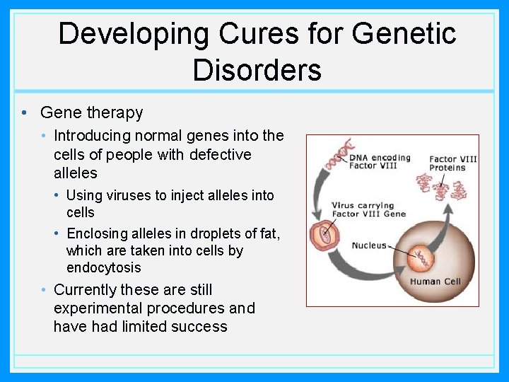 Developing Cures for Genetic Disorders • Gene therapy • Introducing normal genes into the