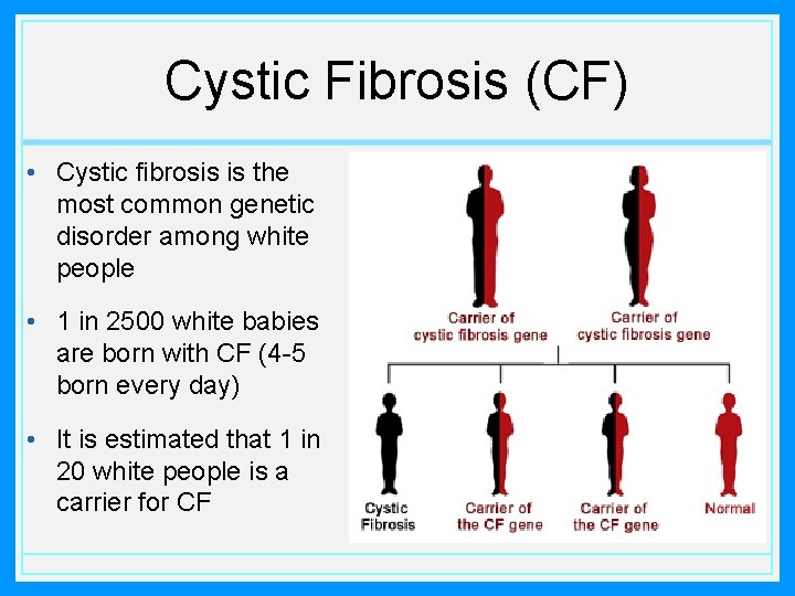 Cystic Fibrosis (CF) • Cystic fibrosis is the most common genetic disorder among white
