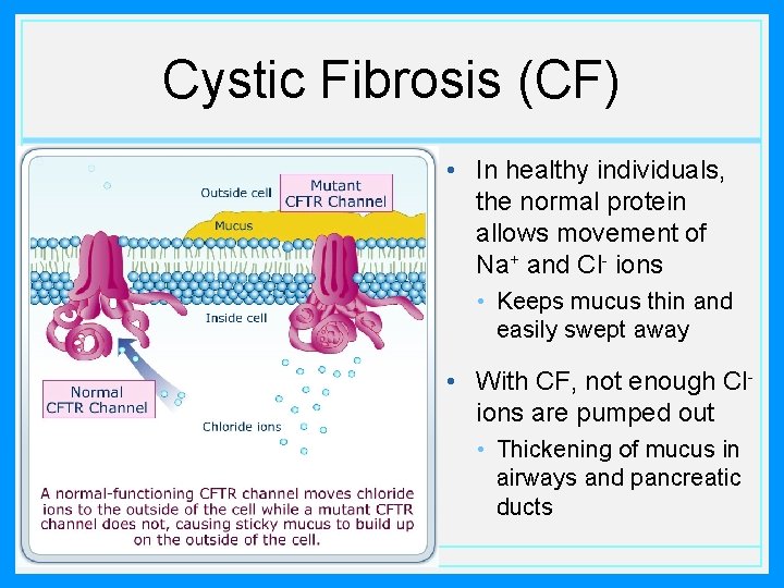 Cystic Fibrosis (CF) • In healthy individuals, the normal protein allows movement of Na+