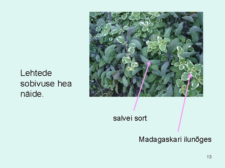 Lehtede sobivuse hea näide. salvei sort Madagaskari ilunõges 13 