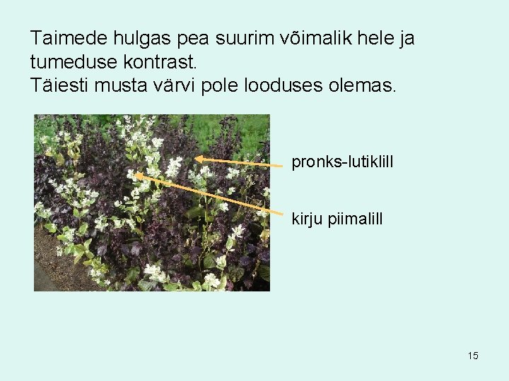 Taimede hulgas pea suurim võimalik hele ja tumeduse kontrast. Täiesti musta värvi pole looduses