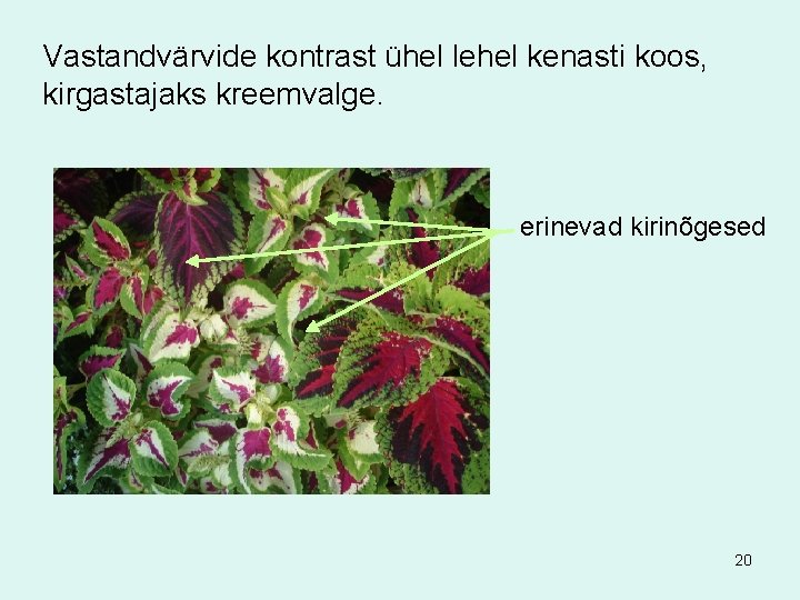 Vastandvärvide kontrast ühel lehel kenasti koos, kirgastajaks kreemvalge. erinevad kirinõgesed 20 