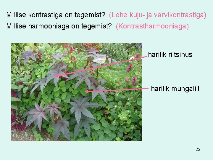 Millise kontrastiga on tegemist? (Lehe kuju- ja värvikontrastiga) Millise harmooniaga on tegemist? (Kontrastharmooniaga) harilik