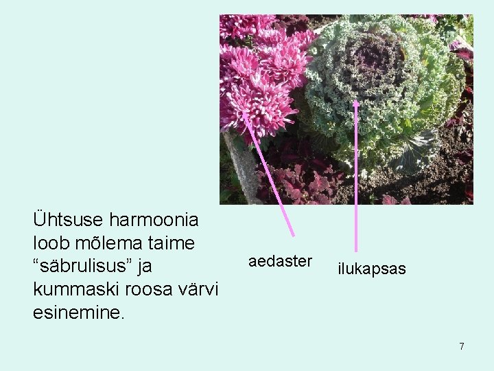Ühtsuse harmoonia loob mõlema taime “säbrulisus” ja kummaski roosa värvi esinemine. aedaster ilukapsas 7