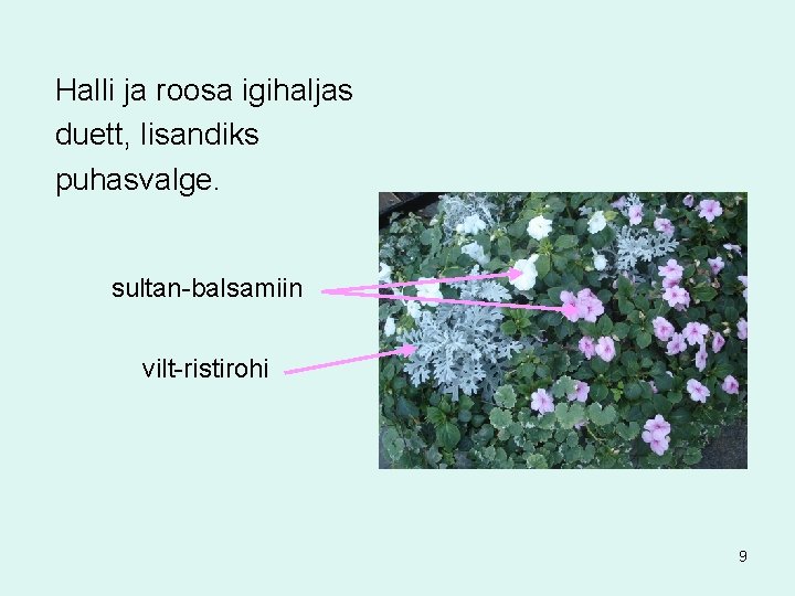 Halli ja roosa igihaljas duett, lisandiks puhasvalge. sultan-balsamiin vilt-ristirohi 9 