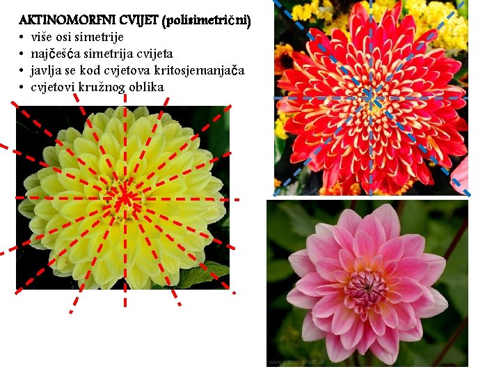 AKTINOMORFNI CVIJET (polisimetrični) • više osi simetrije • najčešća simetrija cvijeta • javlja se