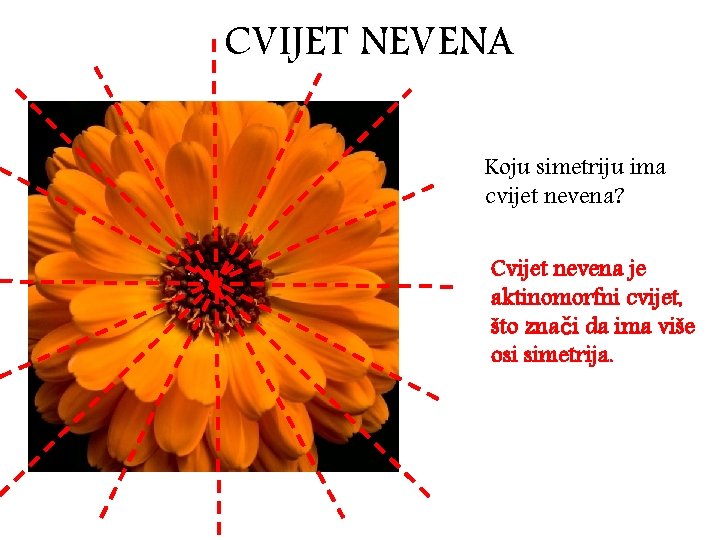 CVIJET NEVENA Koju simetriju ima cvijet nevena? Cvijet nevena je aktinomorfni cvijet, što znači