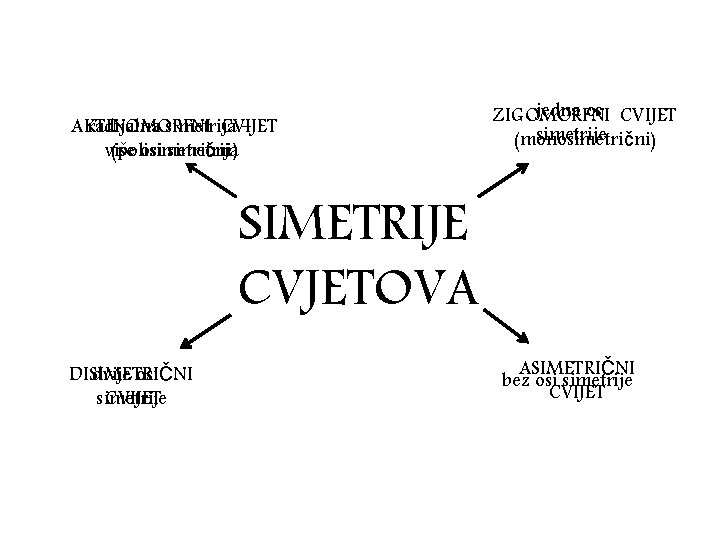 AKTINOMORFNI radijalna simetrija CVIJET – više (polisimetrični) osi simetrija jedna os CVIJET ZIGOMORFNI simetrije