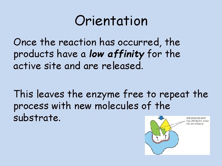 Orientation Once the reaction has occurred, the products have a low affinity for the