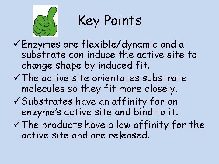 Key Points ü Enzymes are flexible/dynamic and a substrate can induce the active site
