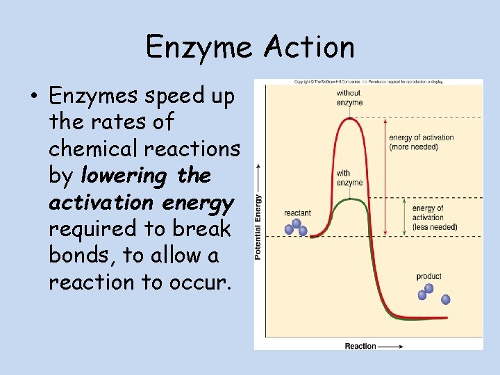 Higher Biology Unit 2 2 1 Metabolic Pathways