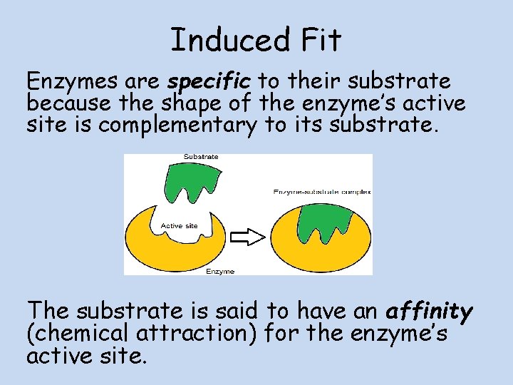 Induced Fit Enzymes are specific to their substrate because the shape of the enzyme’s