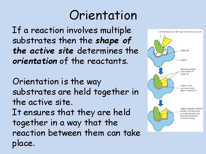 Orientation If a reaction involves multiple substrates then the shape of the active site