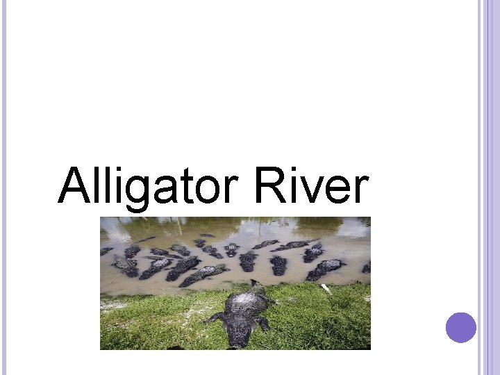  Alligator River 