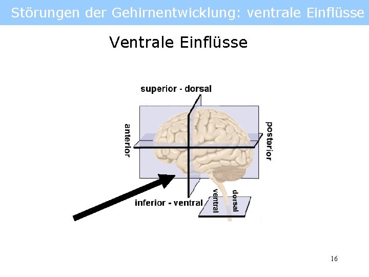 Störungen der Gehirnentwicklung: ventrale Einflüsse Ventrale Einflüsse 16 