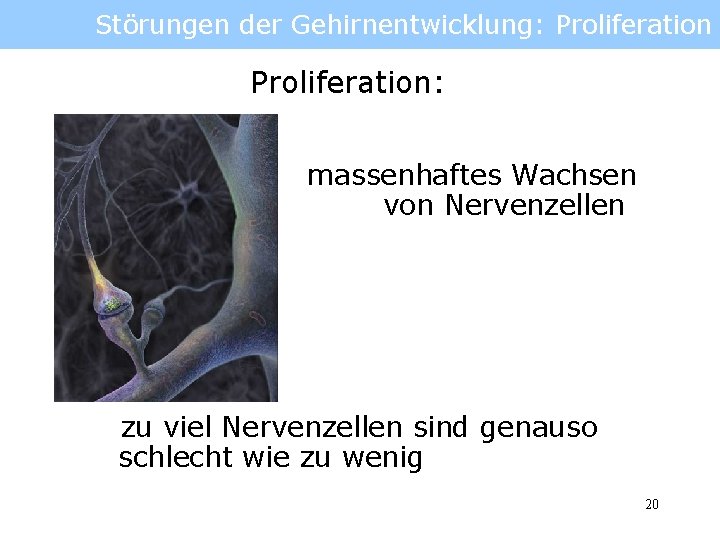 Störungen der Gehirnentwicklung: Proliferation: massenhaftes Wachsen von Nervenzellen zu viel Nervenzellen sind genauso schlecht