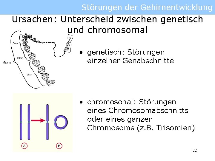 Störungen der Gehirnentwicklung Ursachen: Unterscheid zwischen genetisch und chromosomal • genetisch: Störungen einzelner Genabschnitte