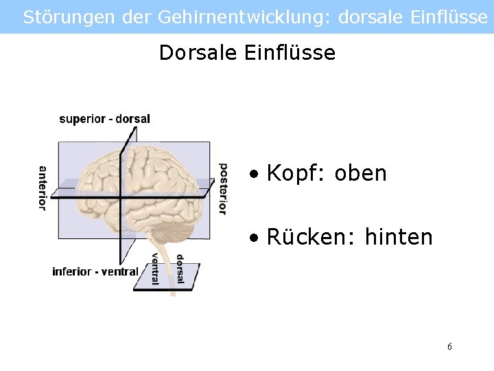 Störungen der Gehirnentwicklung: dorsale Einflüsse Dorsale Einflüsse • Kopf: oben • Rücken: hinten 6