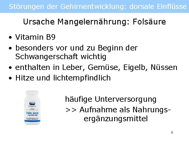 Störungen der Gehirnentwicklung: dorsale Einflüsse Ursache Mangelernährung: Folsäure • Vitamin B 9 • besonders