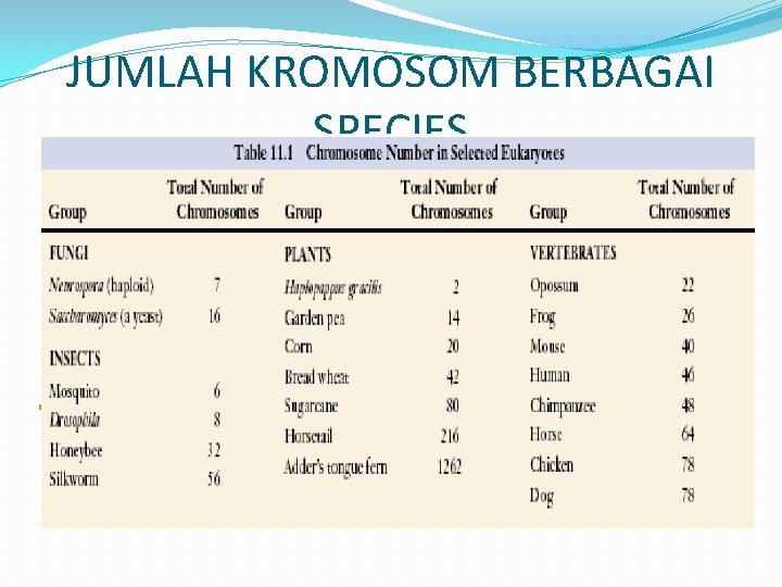 JUMLAH KROMOSOM BERBAGAI SPECIES 