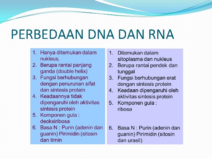 PERBEDAAN DNA DAN RNA 