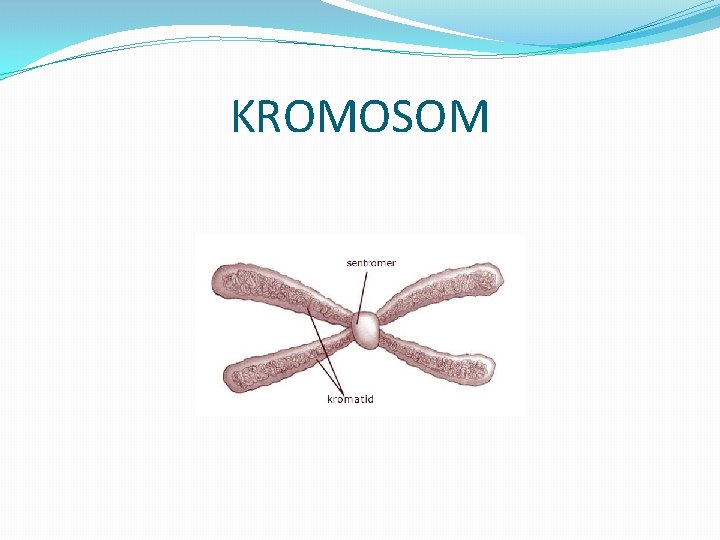 KROMOSOM 