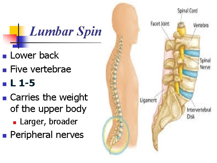 Lumbar Spine n n Lower back Five vertebrae L 1 -5 Carries the weight