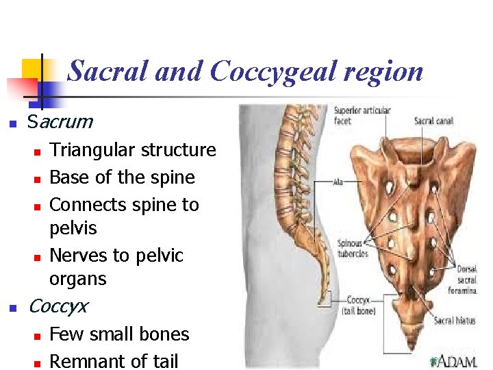 Sacral and Coccygeal region n n Sacrum n Triangular structure n Base of the