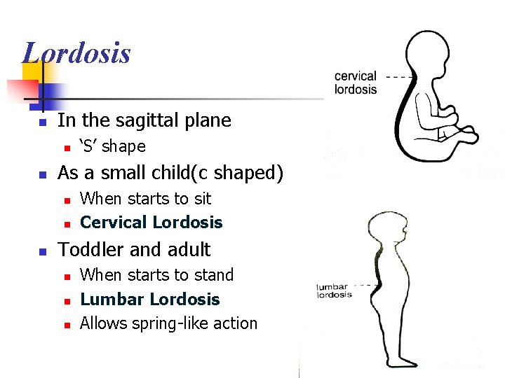 Lordosis n In the sagittal plane n n As a small child(c shaped) n