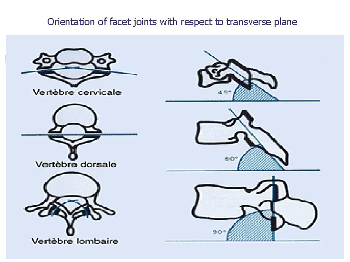 Orientation of facet joints with respect to transverse plane 